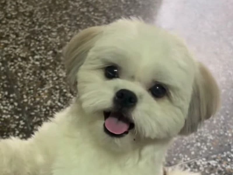 Shih Tzu 1 year 5 months old male medium named Oreo for breeding in Patiala Division, Punjab | Petmeetly