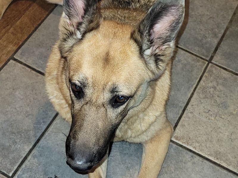 German Shepherd 7 years 3 months old female large named Girl for breeding in Coos County, New Hampshire | Petmeetly