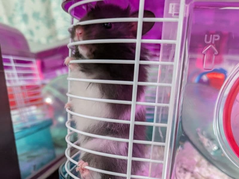 Syrian Hamster 6 months old male named Bernie for adoption in Clark County, Ohio | Petmeetly