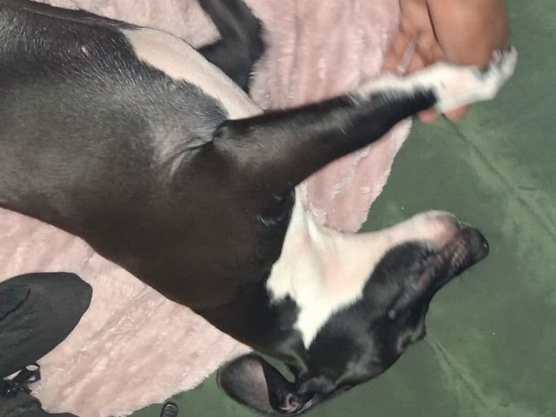 Diamond - American PitBull Terrier | Petmeetly