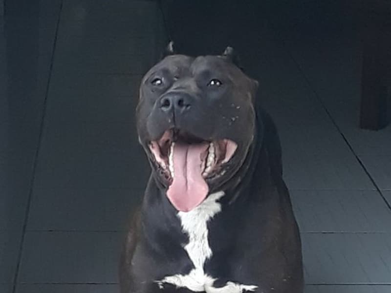 American Bulldog 1 year 5 months old female medium named Nony for sale in Tangail District, Dhaka Division | Petmeetly