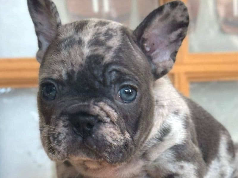 French Bulldog 1 year 7 months old male medium named Dexter for breeding in New York County, New York | Petmeetly