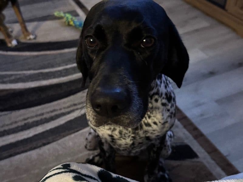 German Shorthaired Pointer 4 years 3 months old female medium named Sadie for breeding in Niagara County, New York | Petmeetly