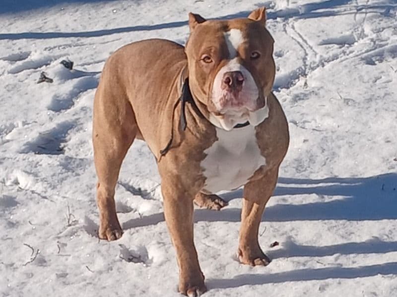 American Bully 2 years 7 months old male medium named Fat Boy for breeding in Mecklenburg County, North Carolina | Petmeetly