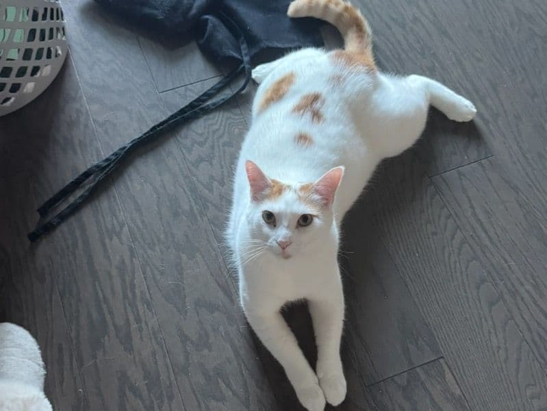 American Shorthair 3 years old male named Larry for adoption in Mecklenburg County, North Carolina | Petmeetly