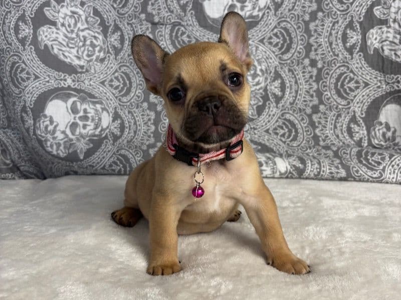 French Bulldog 2 months old female small named Bambi for sale in Los Angeles County, California | Petmeetly
