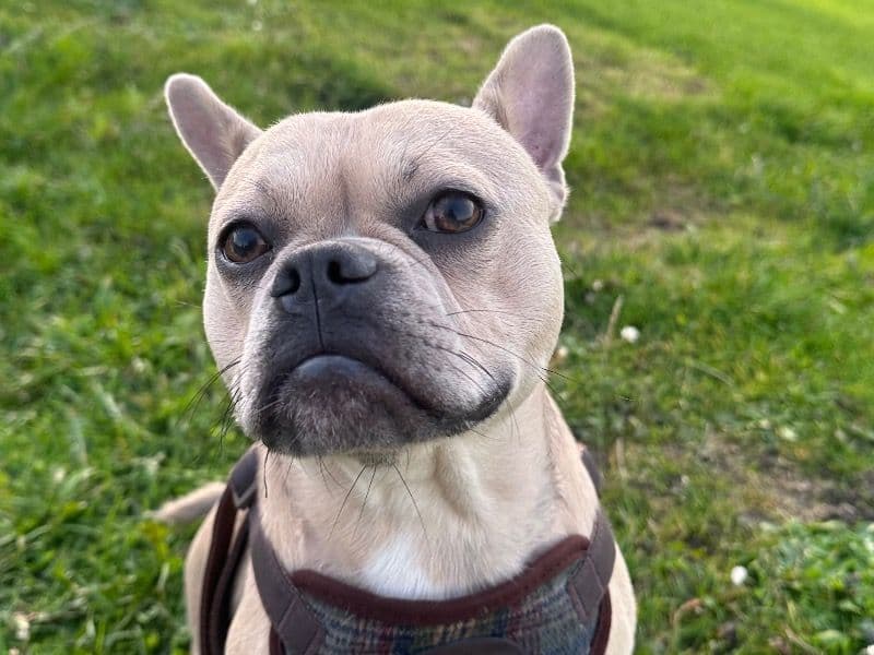 French Bulldog 2 years 1 month old male medium named Hugo for breeding in Telford and Wrekin, England | Petmeetly