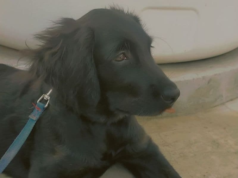 Golden Retriever Black primary photo