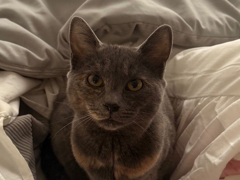 American Shorthair 1 year old female named Eliza for breeding in Philadelphia County, Pennsylvania | Petmeetly