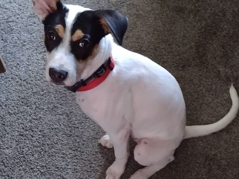 Dog primary photo
