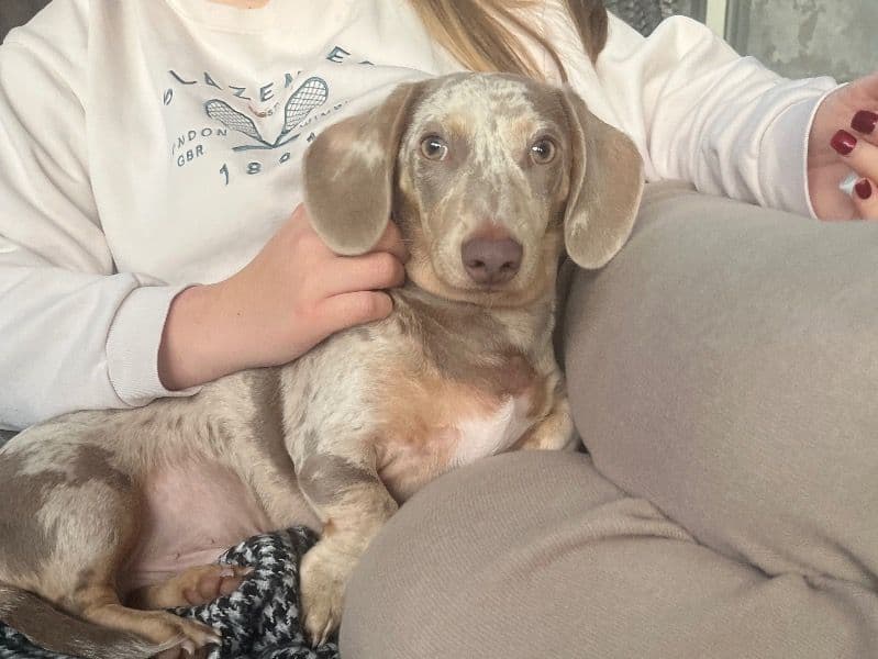 Dachshund 7 months old male small named Milo for breeding in Swansea, Wales | Petmeetly