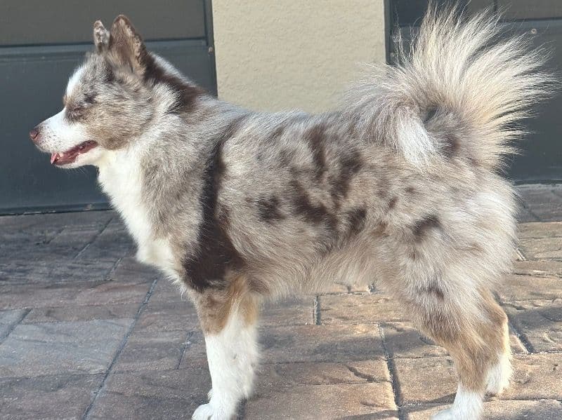 Pomsky 4 years 4 months old male medium named Apollo for breeding in Orange County, Florida | Petmeetly