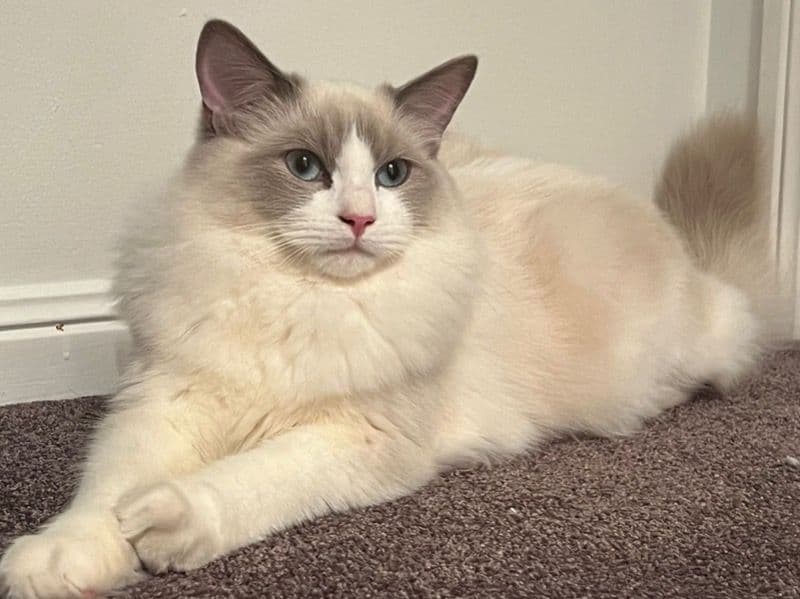 Mochi primary photo