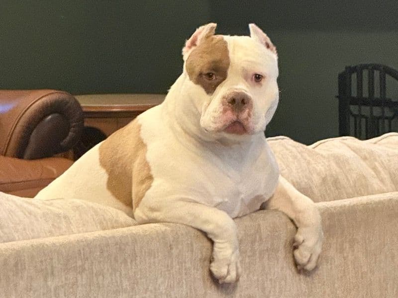 American Bully 4 years 5 months old male large named Mac for breeding in Acworth, Georgia | Petmeetly
