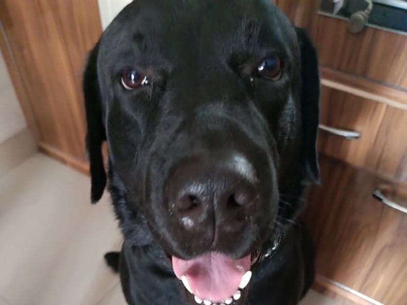 Buster primary photo