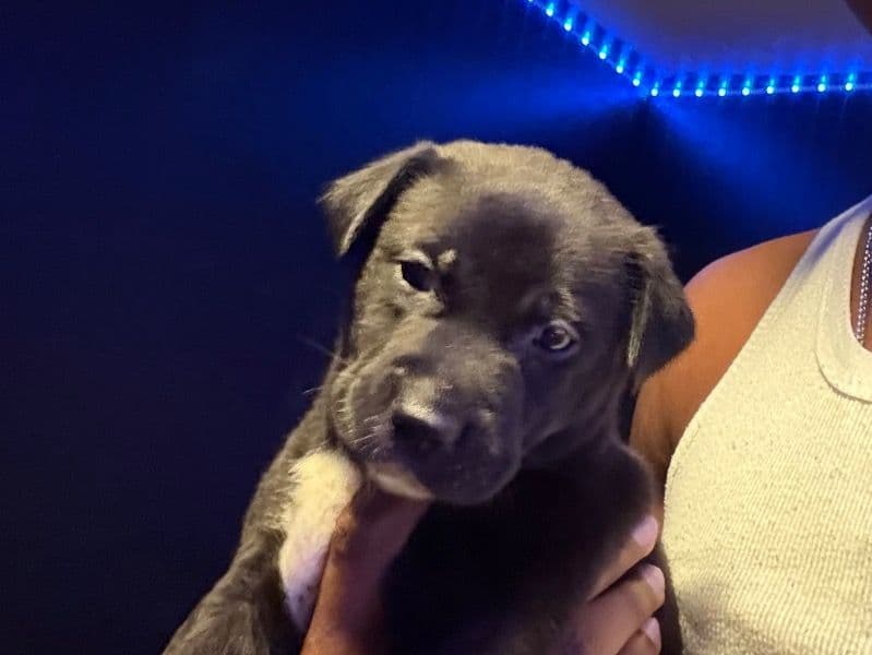 Kangal Dog 5 months old male small named Zues for sale in Galveston County, Texas | Petmeetly