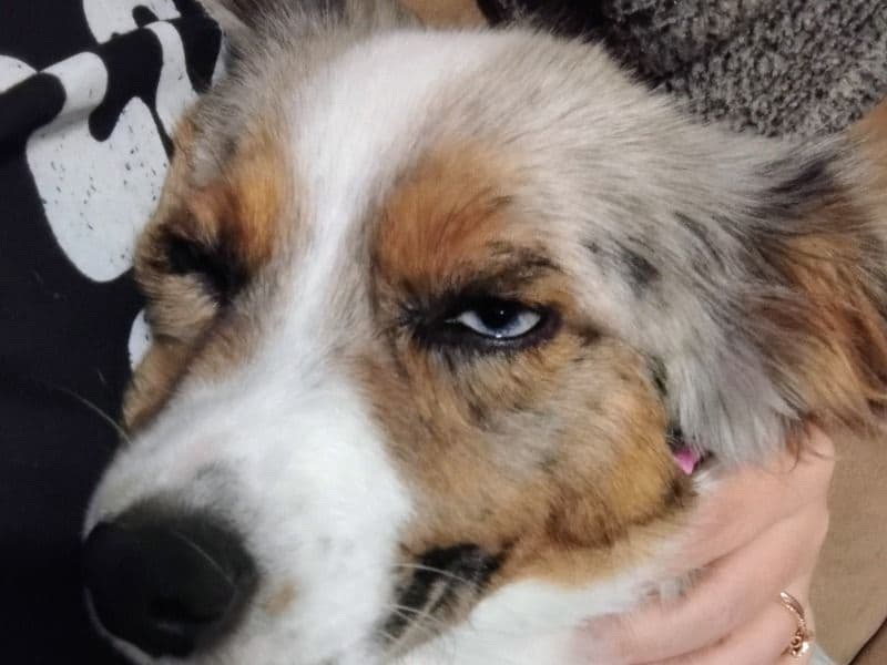 Miniature Australian Shepherd 1 year 4 months old female medium named Anslee for breeding in Escambia County, Alabama | Petmeetly
