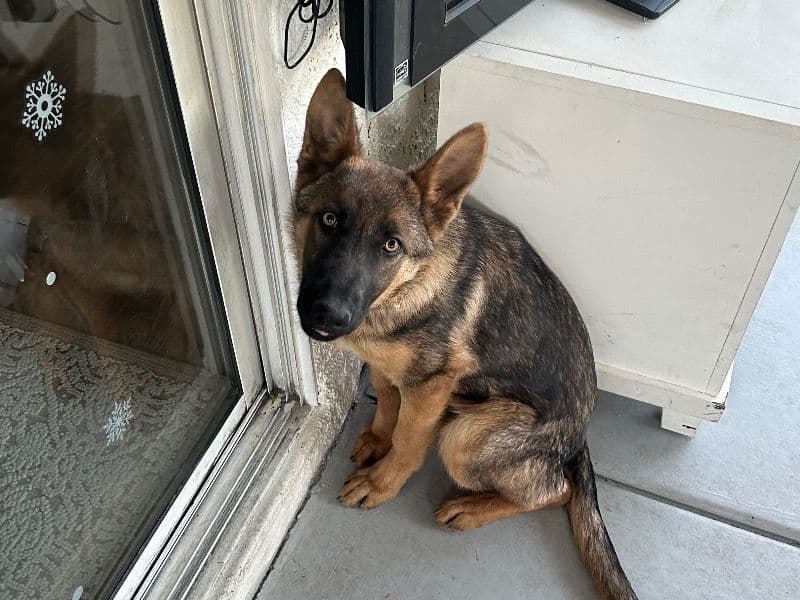 German Shepherd 5 months old male medium named Balto for sale in Clark County, Nevada | Petmeetly