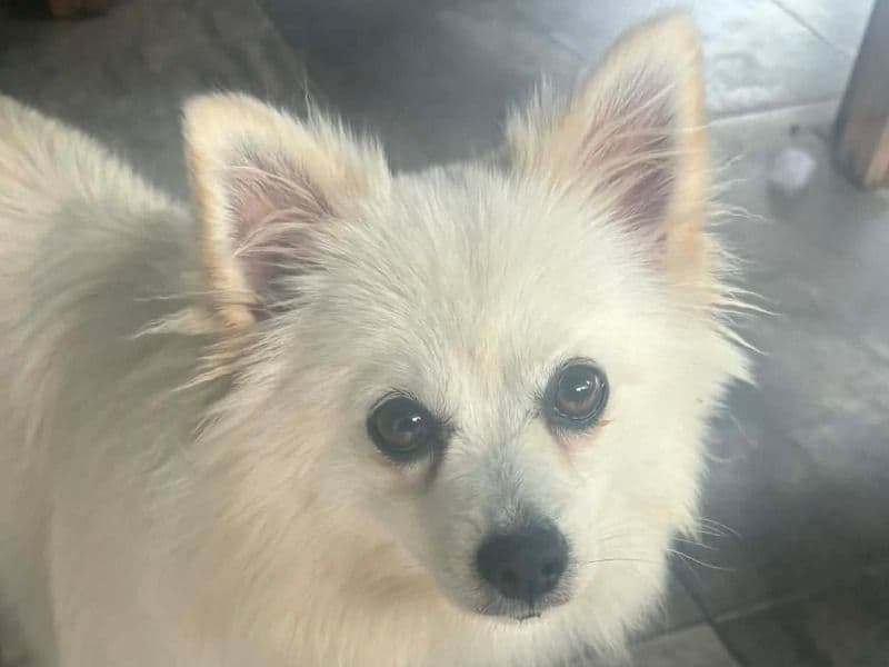 Japanese Spitz 1 year 6 months old female small named Tilly for breeding in Tweed Shire Council, New South Wales | Petmeetly
