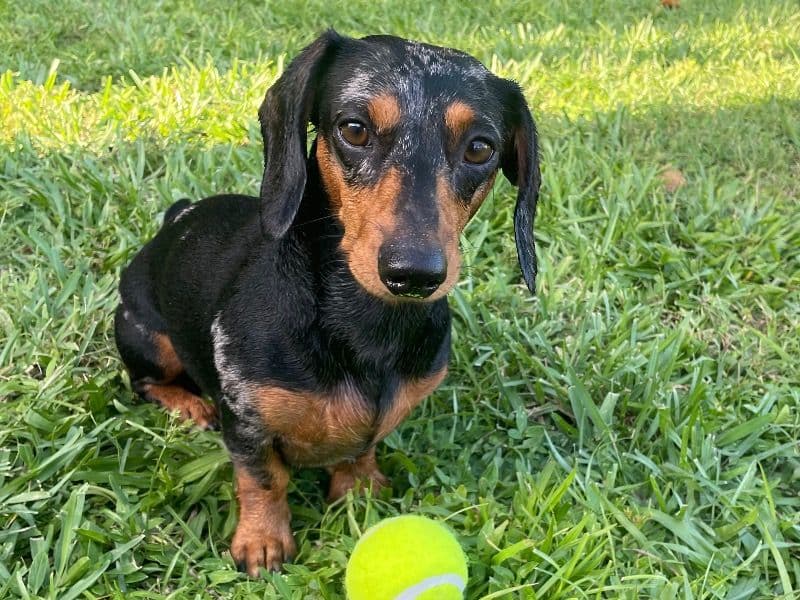 Oscar primary photo