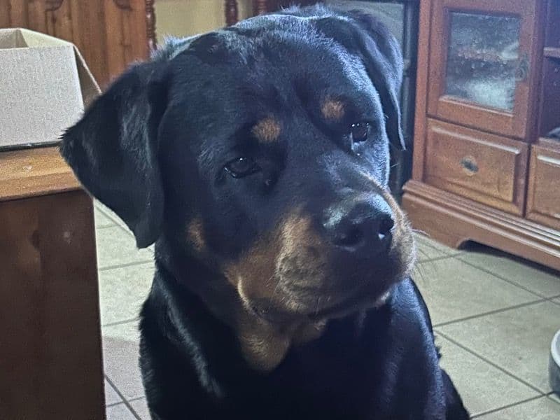 Rottweiler 4 years 10 months old female large named Burra for breeding in Bundaberg Regional, Queensland | Petmeetly
