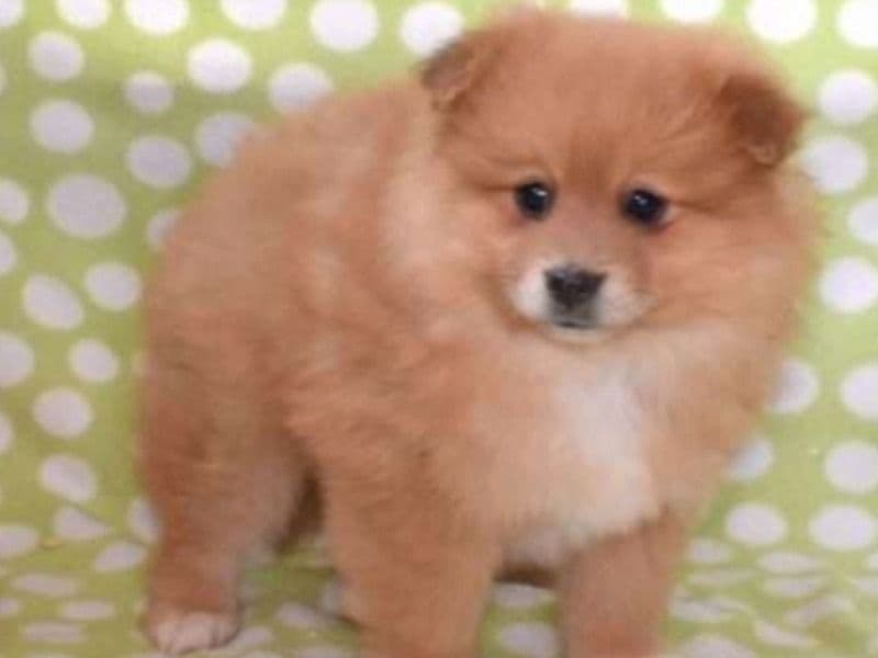 Pomeranian 3 months old male small named Simba for sale in Montgomery County, Pennsylvania | Petmeetly
