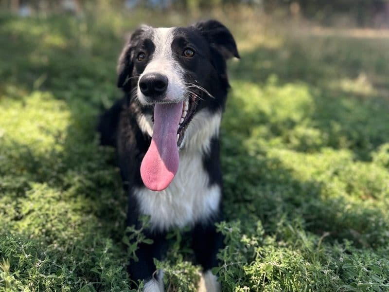Jasper primary photo