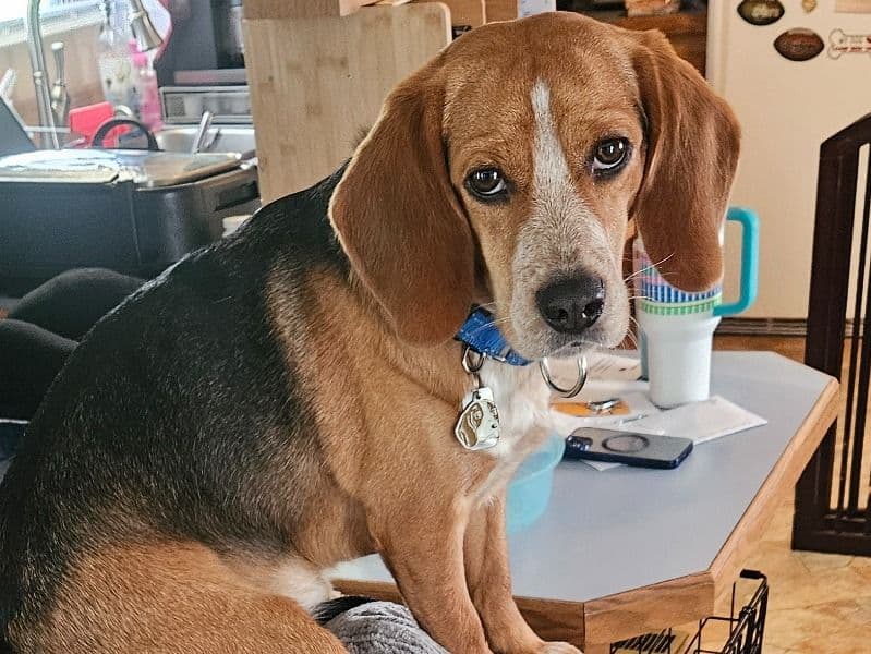Peanut Butter primary photo