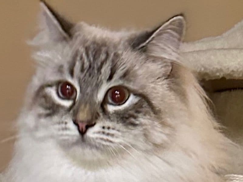 Russian Blue 1 year 5 months old female named Candy for breeding in Brevard County, Florida | Petmeetly