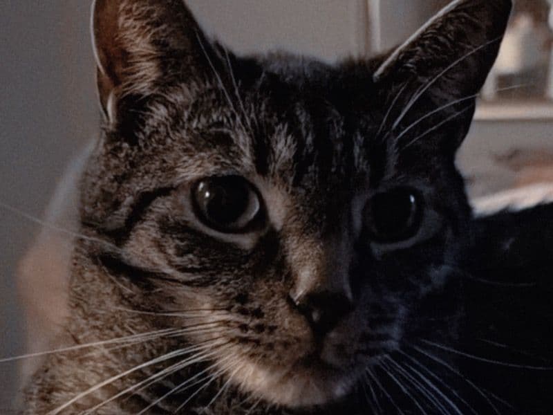 Domestic Shorthair 4 years old male named Kitty Boy for breeding in Burlington County, New Jersey | Petmeetly