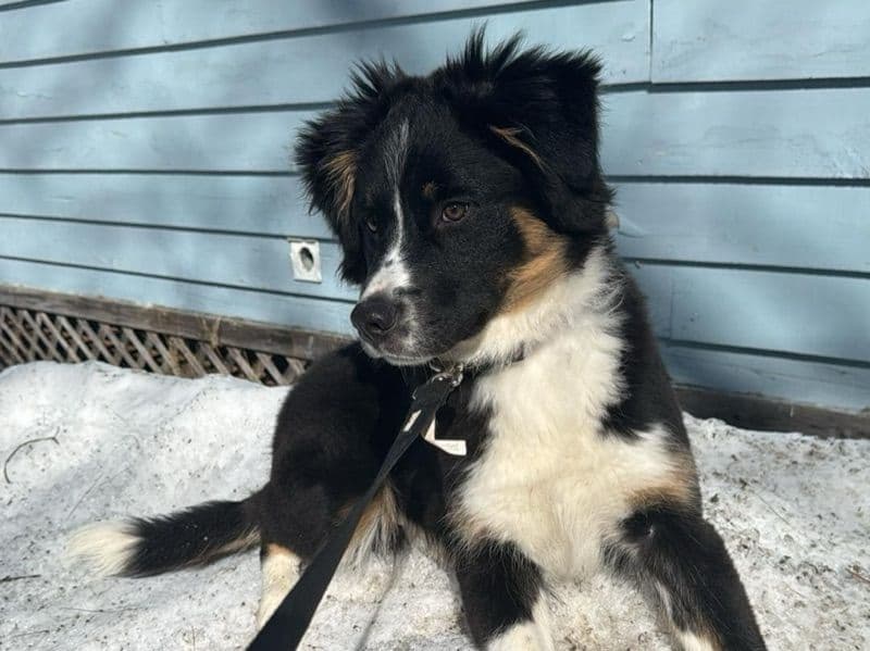 Border Collie 1 year 1 month old male medium named Clark for breeding in Muskoka District Municipality, Ontario | Petmeetly