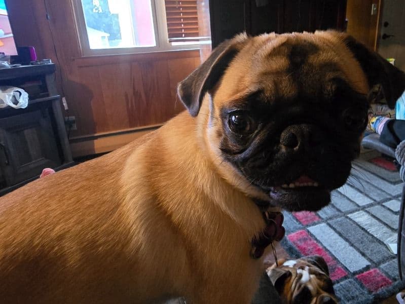 Pug 1 year 4 months old female small named Freya for breeding in Olmsted County, Minnesota | Petmeetly