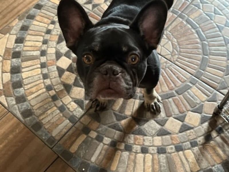 Frenchie Pug (Frug) 2 years 7 months old female medium named Lilly for breeding in Hillsborough County, Florida | Petmeetly