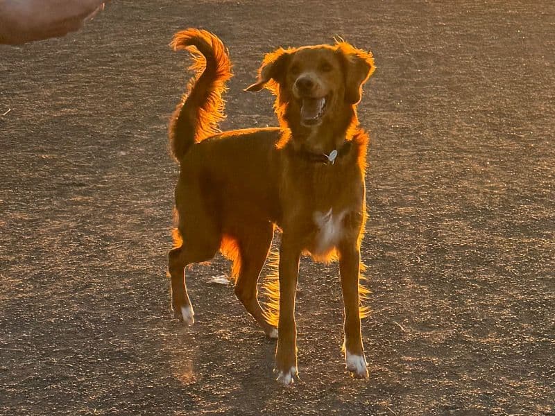 Goldendoodle 1 year 11 months old male medium named Oliver for breeding in Arapahoe County, Colorado | Petmeetly