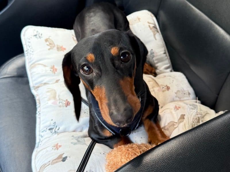 Miniature Dachshund 1 year 1 month old male small named Rambo for breeding in Lake County, Florida | Petmeetly