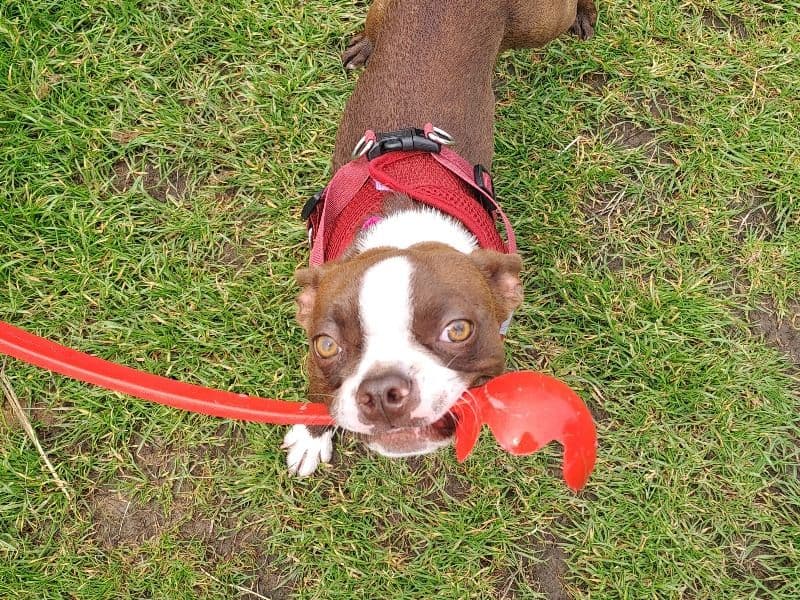 Ruby primary photo