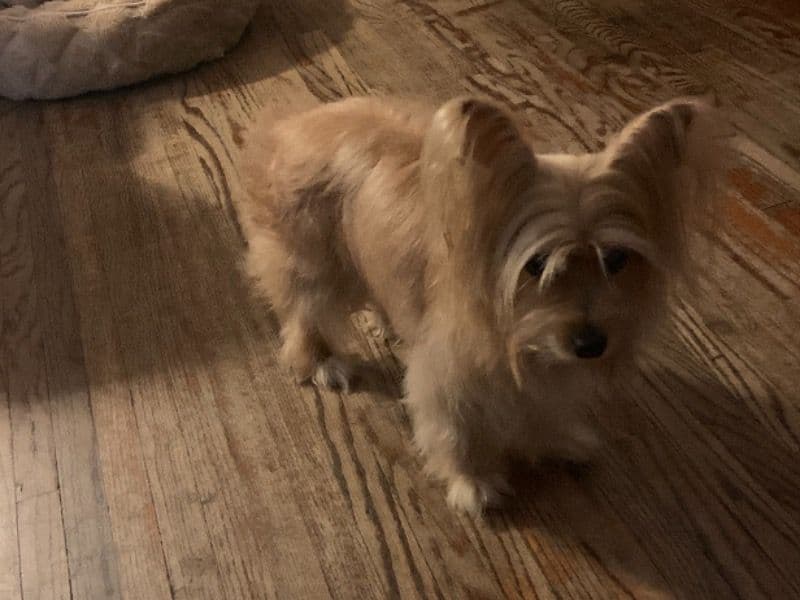 Yorkshire Terrier 6 years 3 months old female medium named Chica for breeding in Los Angeles County, California | Petmeetly