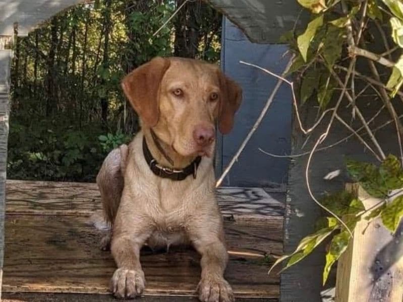 Labrador Retriever 6 years 1 month old male medium named Russell for breeding in Coffey County, Kansas | Petmeetly