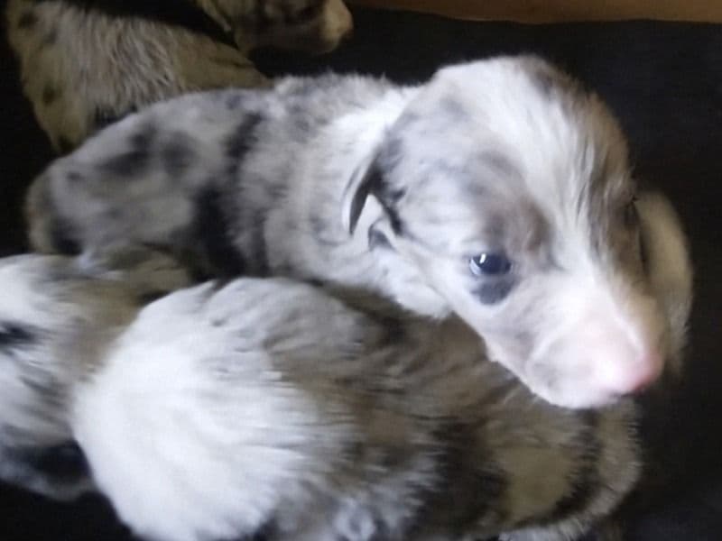 Blue Merle 2 - Border Collie | Petmeetly