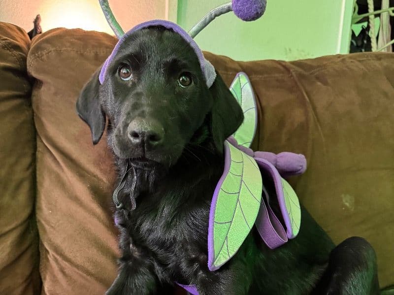 Aurora - Labrador Retriever | Petmeetly