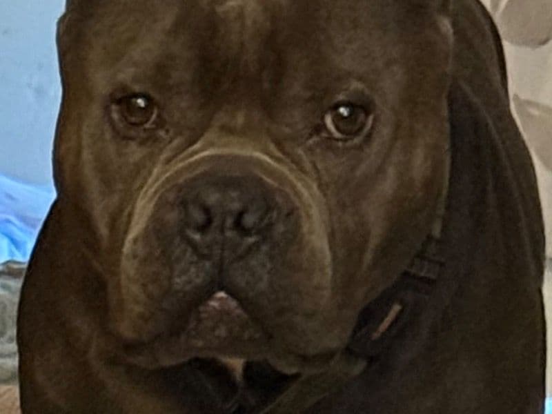 American Bully 2 years 3 months old male medium named Sir Tank for breeding in Riverside County, California | Petmeetly