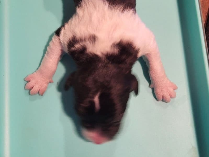 Bernedoodle 2 months old male large named Roman for sale in Parker County, Texas | Petmeetly