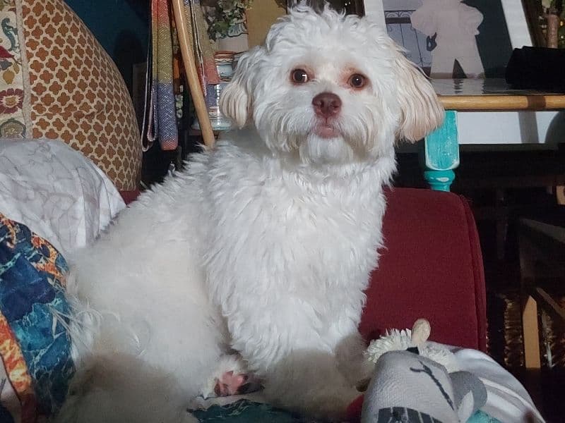 ShihPoo 1 year 8 months old male medium named Sunny for breeding in Middlesex County, Massachusetts | Petmeetly