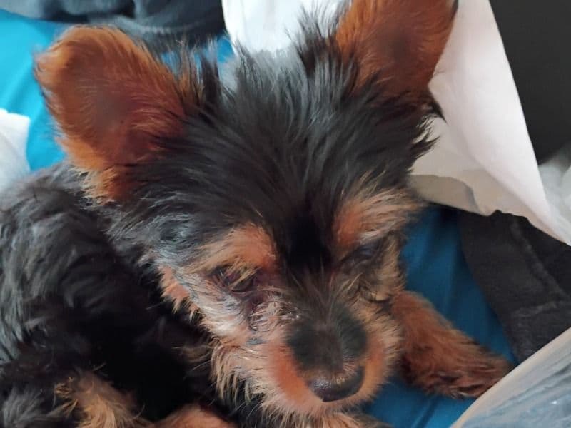 Laycee - Yorkshire Terrier | Petmeetly