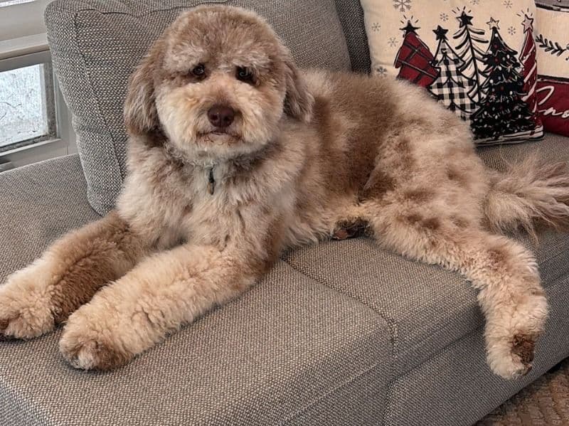 Standard Poodle 1 year 3 months old male large named Blaze for breeding in Laval, Québec | Petmeetly