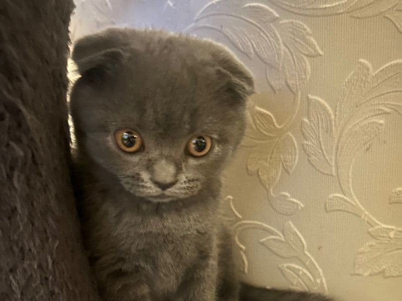 Scottish Fold 2 months old female named No Name for sale in Greater London, England | Petmeetly
