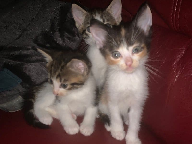Kittens primary photo