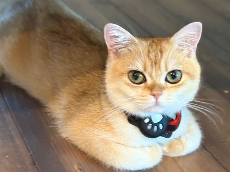 British Shorthair 1 year 2 months old female named Muffin for breeding in Clark County, Nevada | Petmeetly