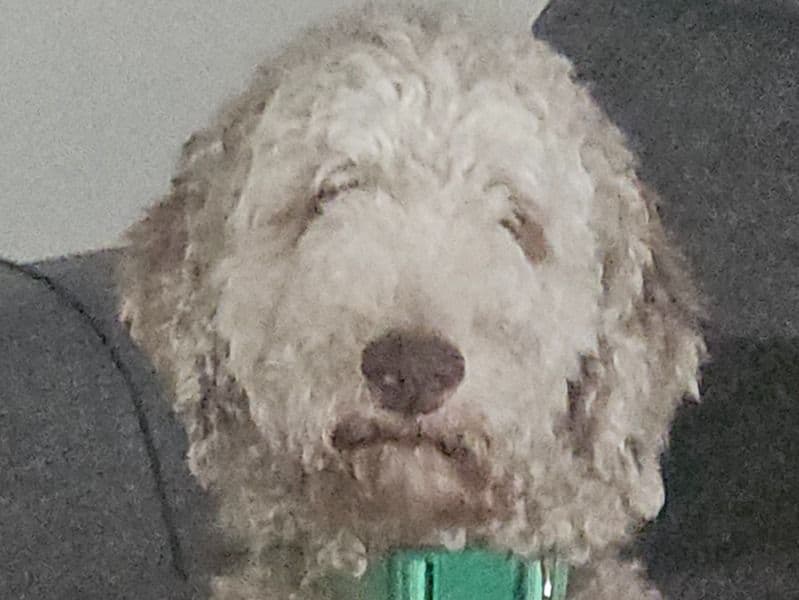 Standard Poodle 3 years old male large named Whiskey for sale in Marion County, Indiana | Petmeetly