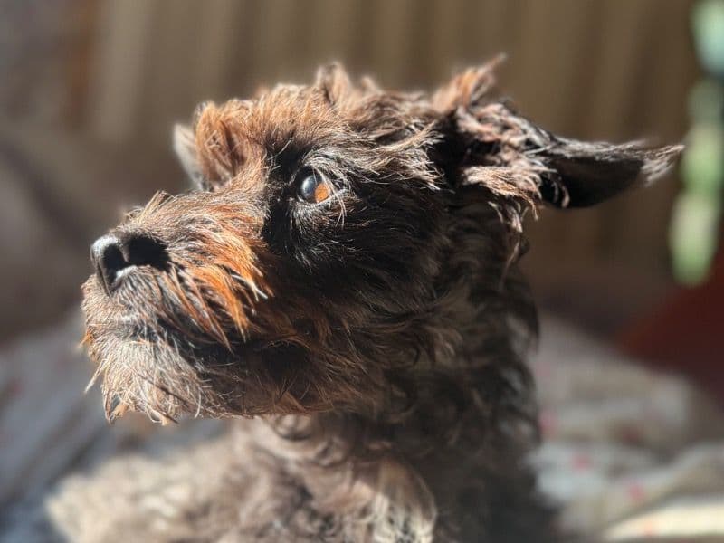 Delilah primary photo